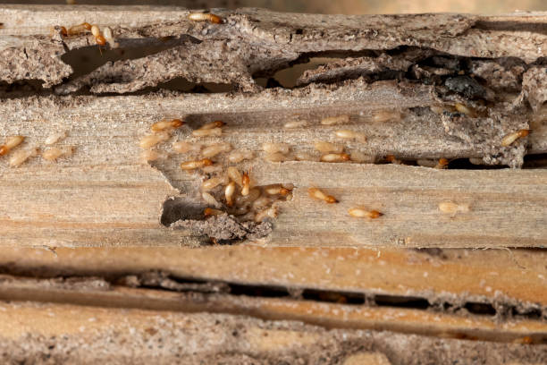 Best Rat Extermination Near Me  in North Myrtle Beach, SC